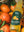 Jus pétillant Orange Mandarine PRESSOIR DU PAYS BASQUE 33cl - x6 - Edari Drinks